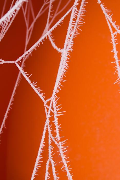 Frozen Spider Web