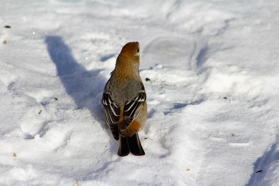 Bird Watching Pine Grosbeak