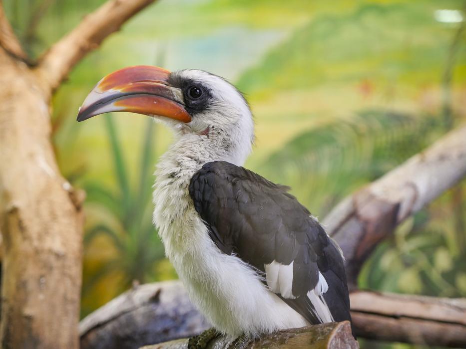 Bird Zoo Green