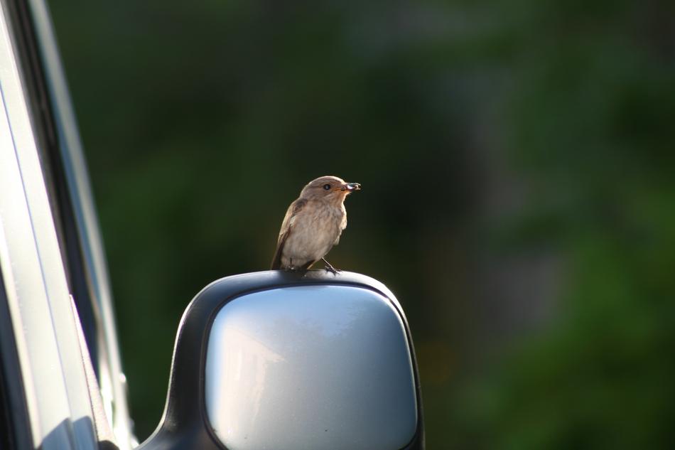 Bird Car Vehicle
