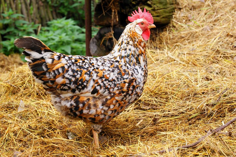 Hen Bird Farm
