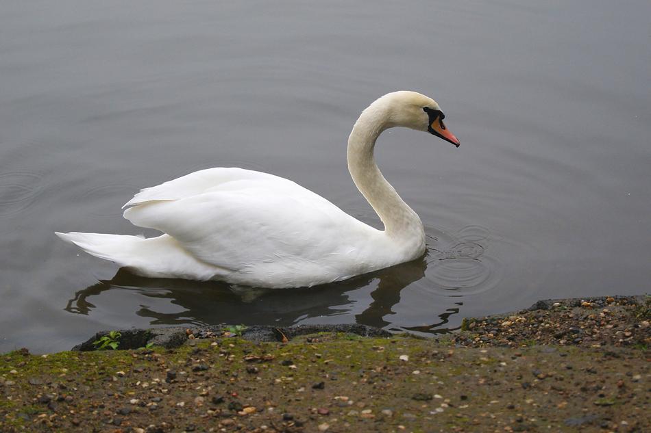 Bird Swan Water