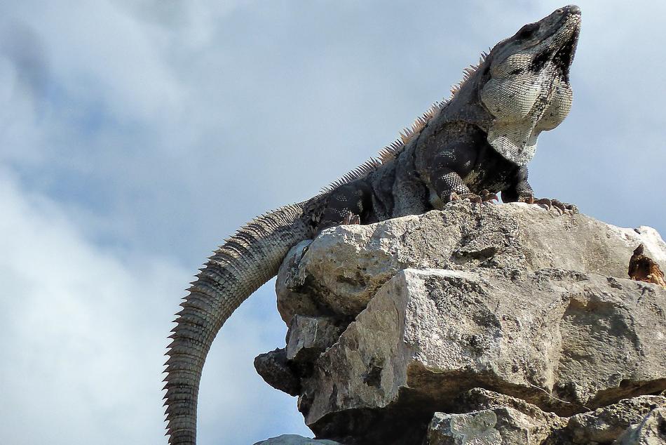 Central America Mexico Iguana