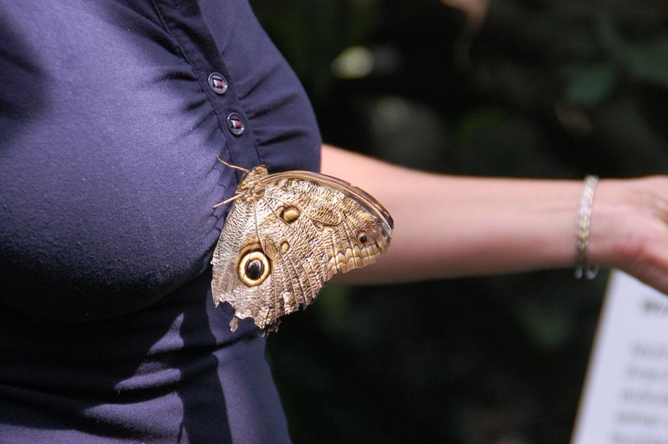 big butterfly on blouse