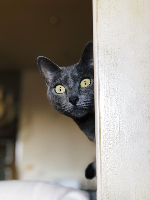 Cat Pet Feline