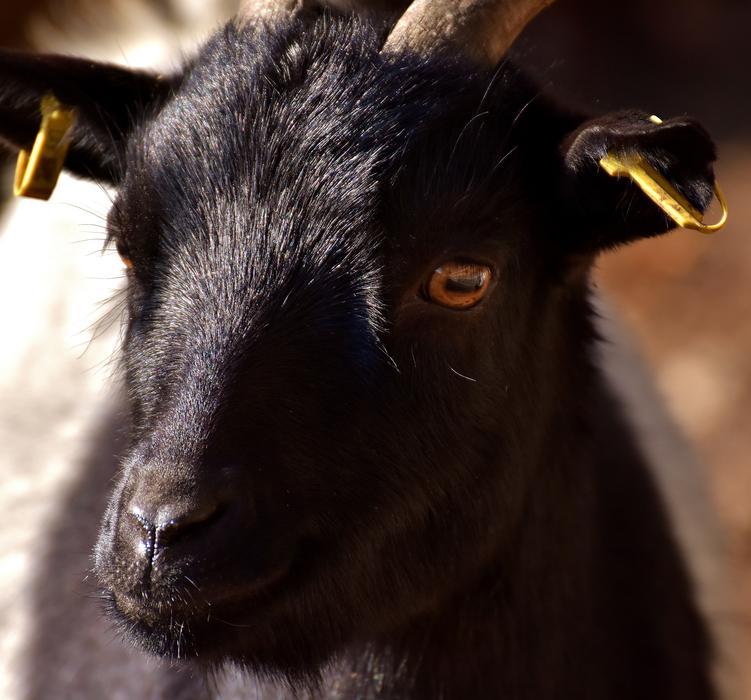 Billy Goat Animal