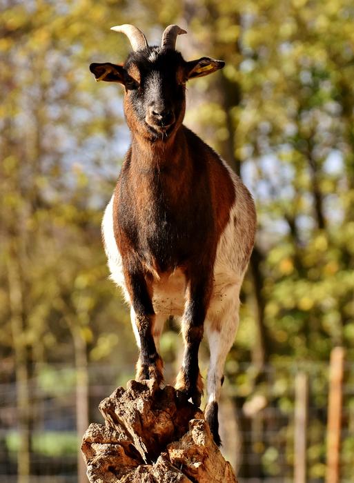 Billy Goat Animal