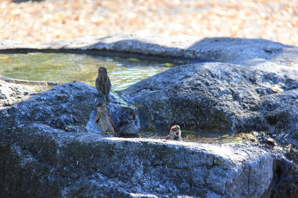 Sparrows Swim Bird