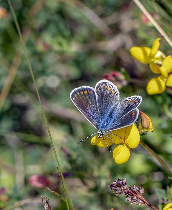 Butterfly Common Blue Insect free image download