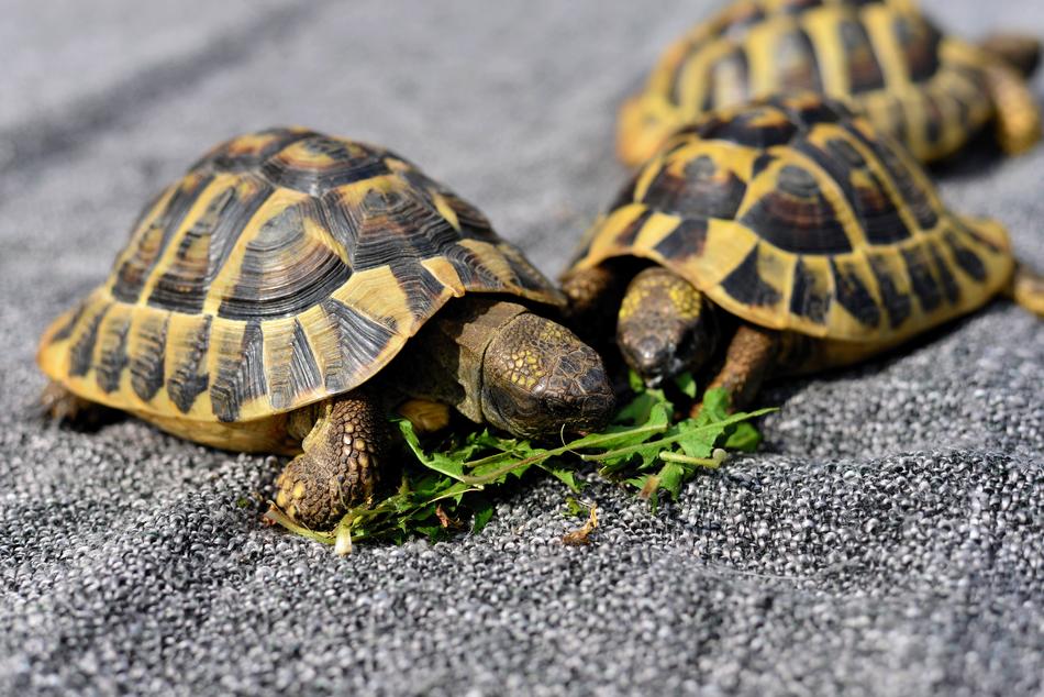 Turtles Reptile Animal Tortoise