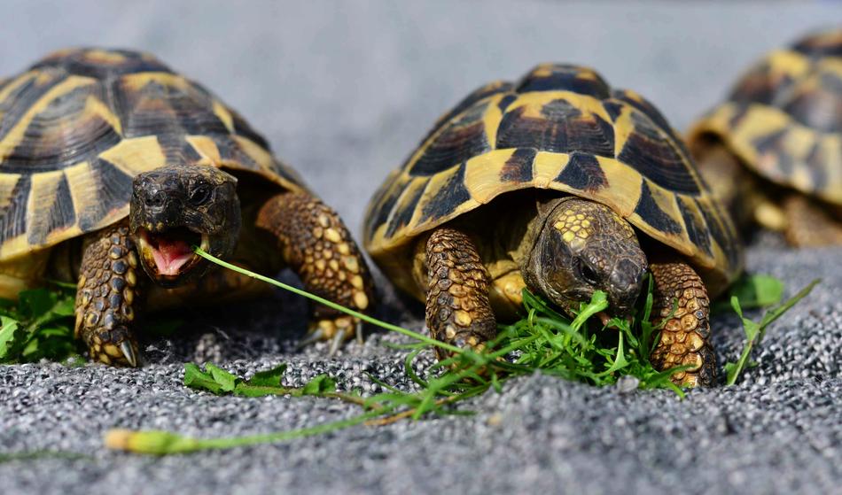 Turtles Reptile Animal Tortoise