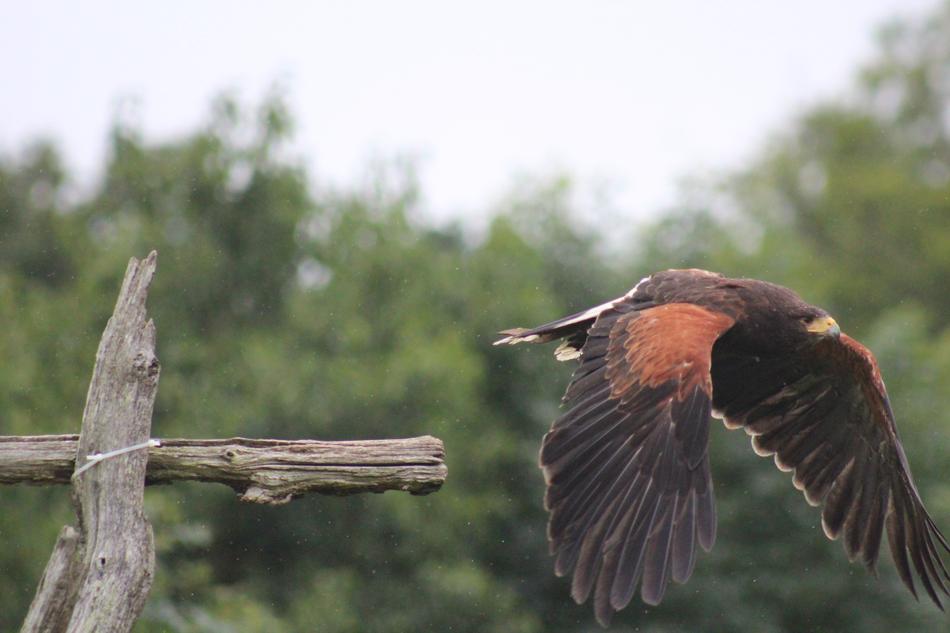 flying wild falcon