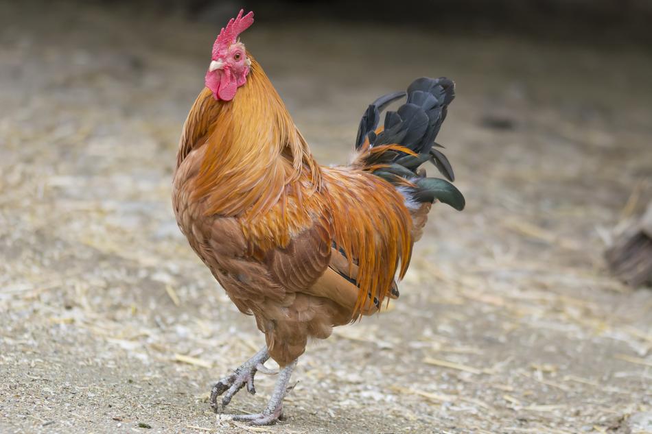 rural Chicken Haan