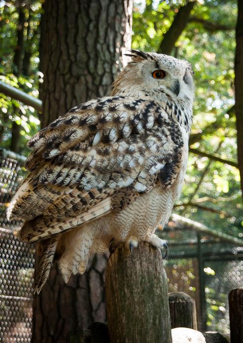 fluffy owl at the zoo