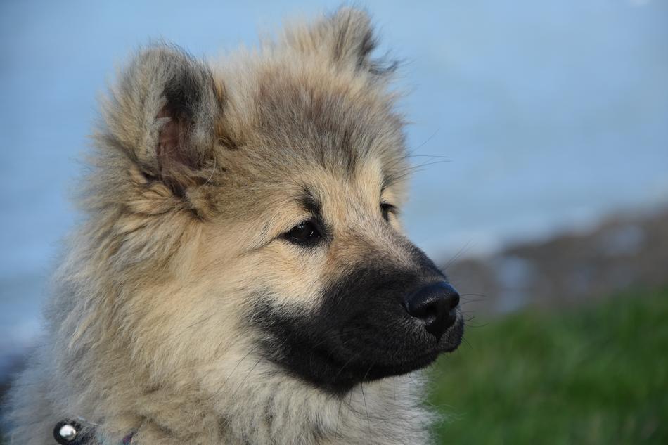 Dog Portrait Eurasier
