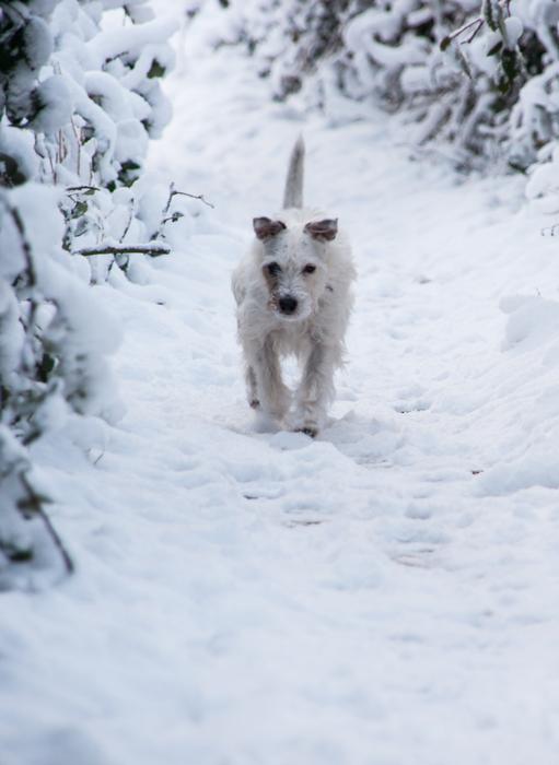 Dog Snow Doggy Style