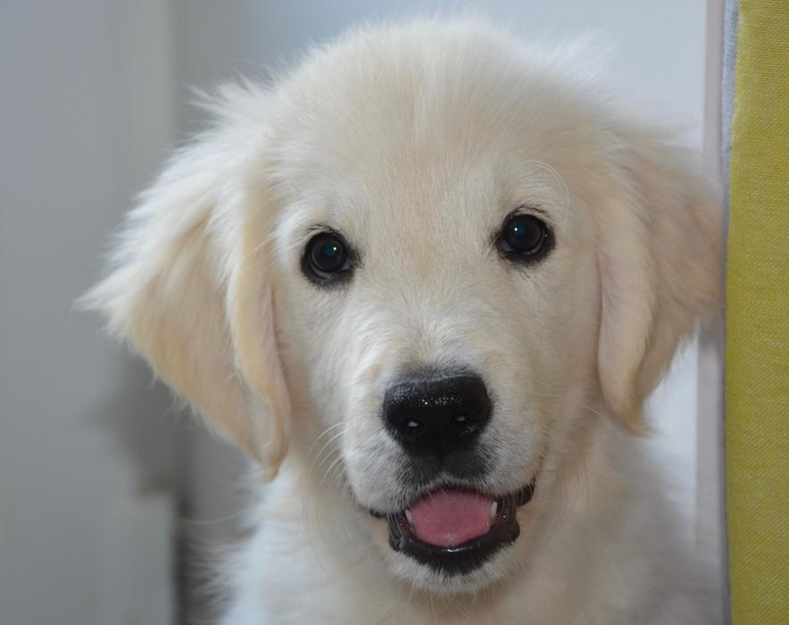 Dog Golden Retriever Portrait
