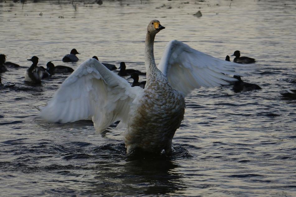Animal Morning Pond