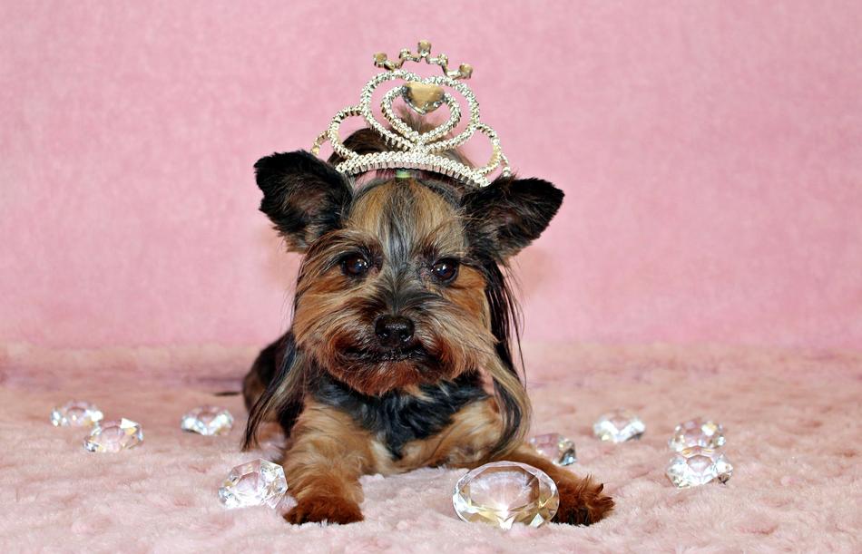 Yorkshire Terrier Dog Crown