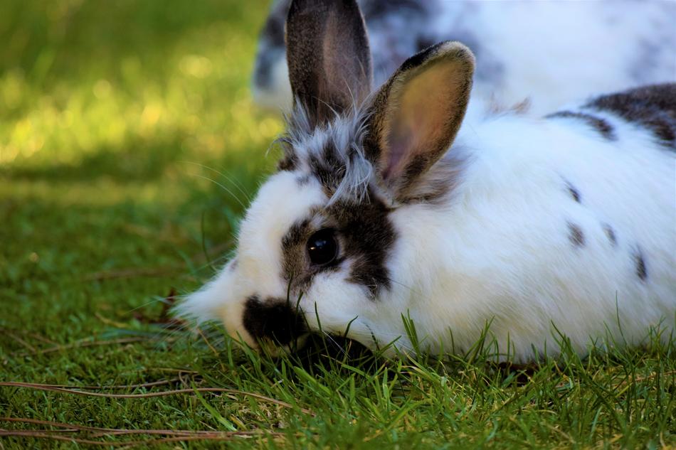 Rabbit Hare Animal