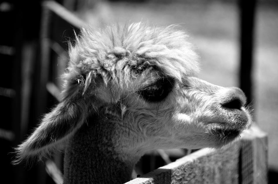 Alpaca Animal Wildlife