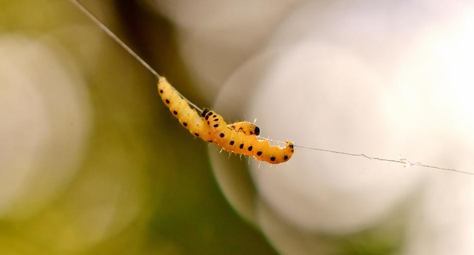 Larva Wax Moth Galleriinae