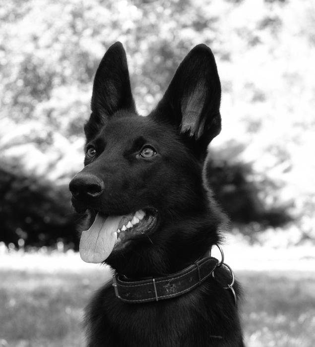 Dog German ovciak