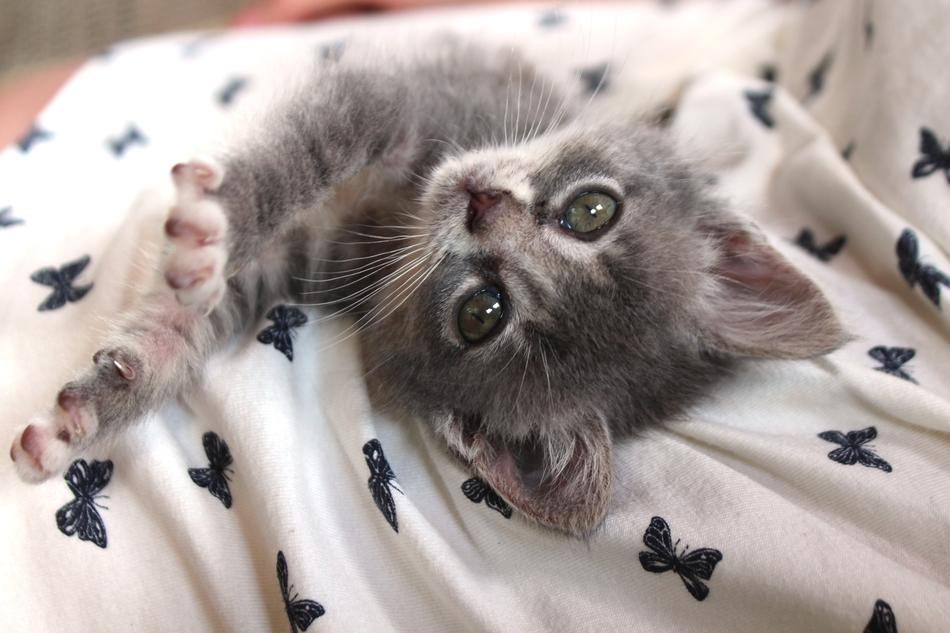 Chartreux Hybrid Cat