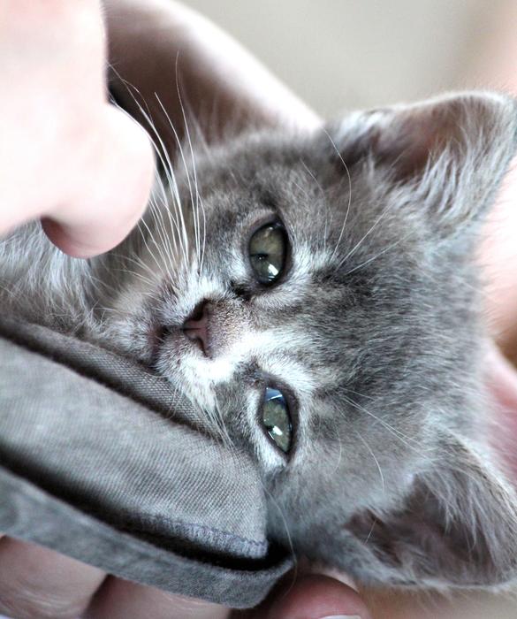 Chartreux Hybrid Cat