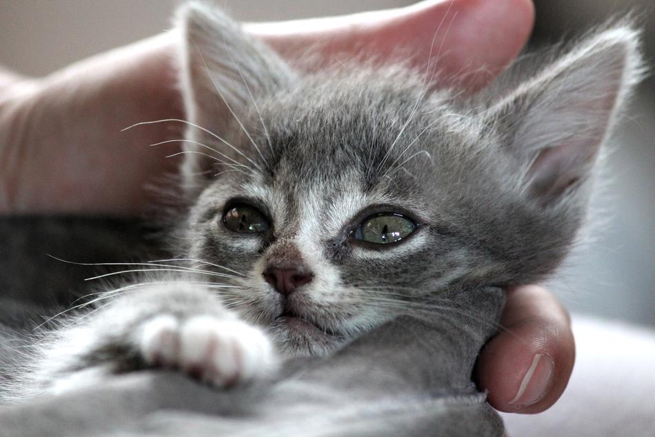 Chartreux Hybrid Cat