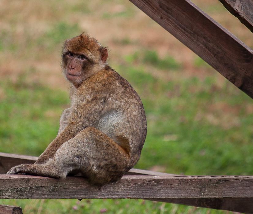 Monkey Primate Animal