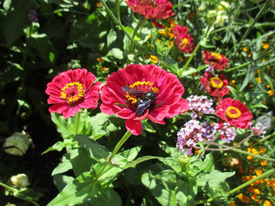 Carpenter Bee Insect Nature