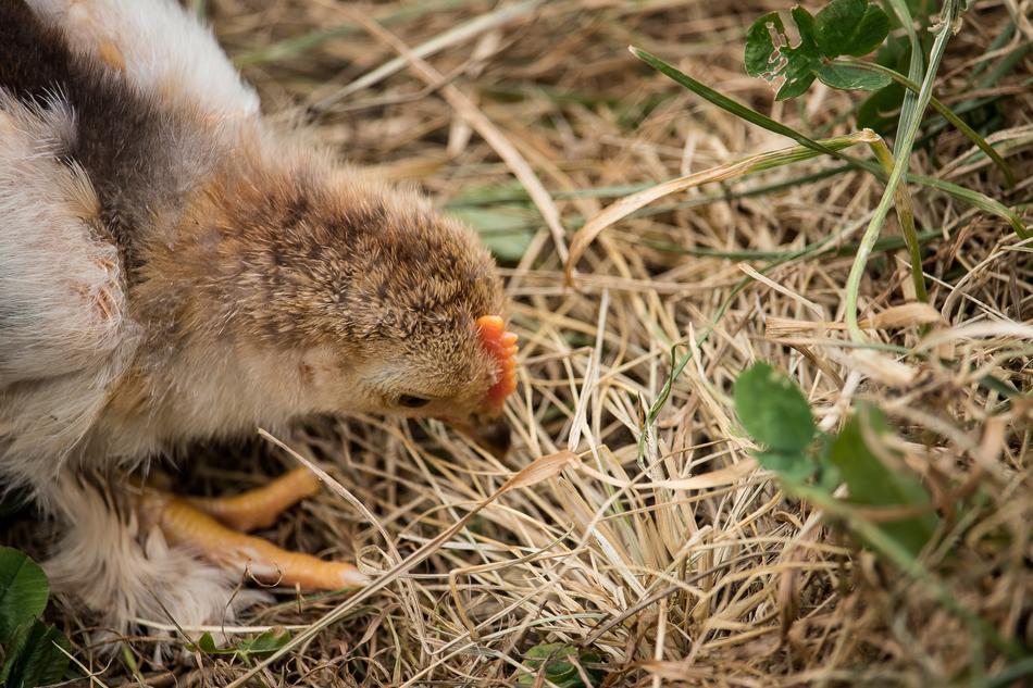 Chicks Chicken Bird