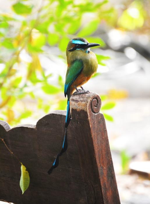 Bird Guardabarranco Torogoz