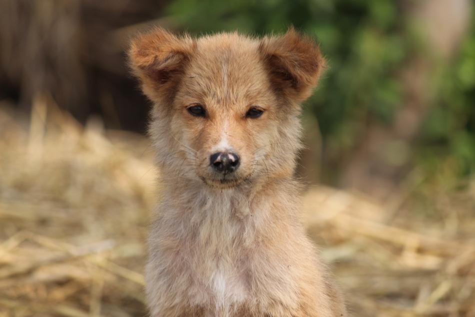 Dog Cute