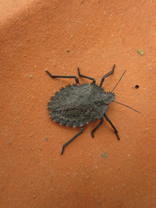 Mustha Spinosula Stink Bug
