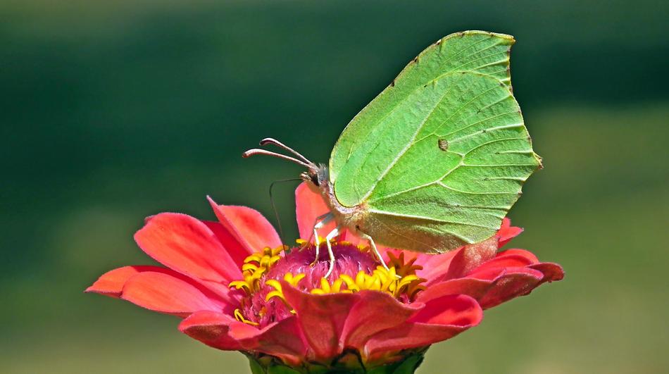 Butterfly Insect Flower