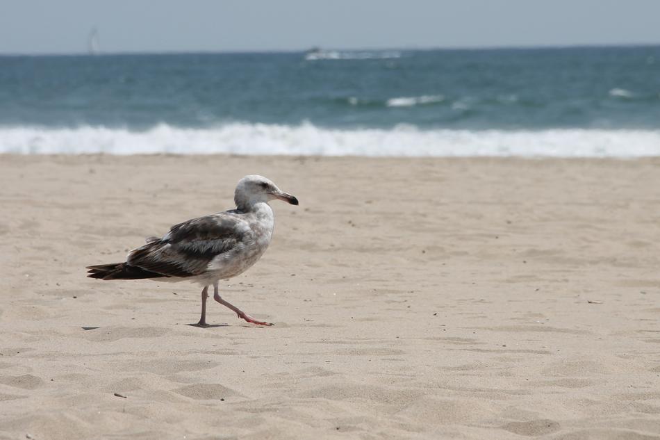 Seagull Sea Ocean