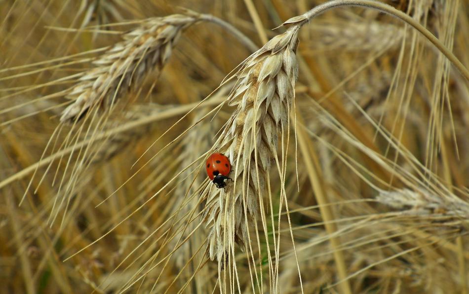 Corn Ears Ladybug