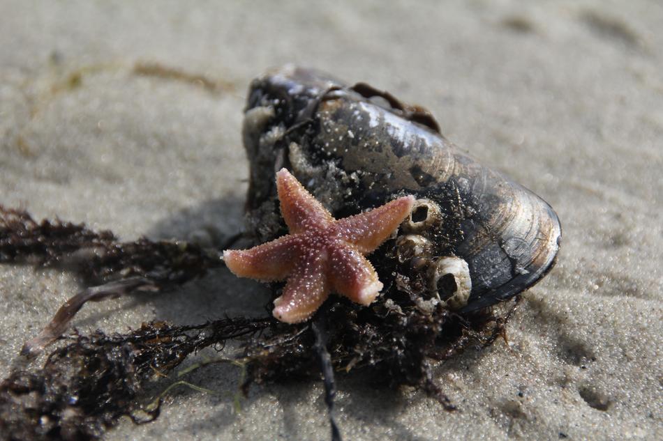 Starfish Shell Tang