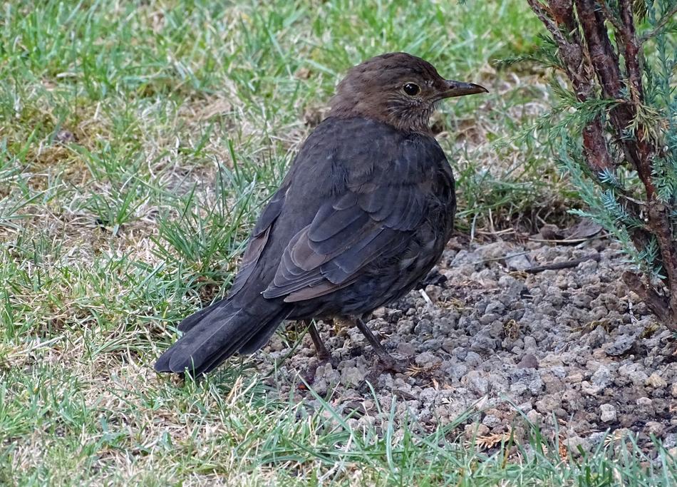 Blackbird Songbird Bird
