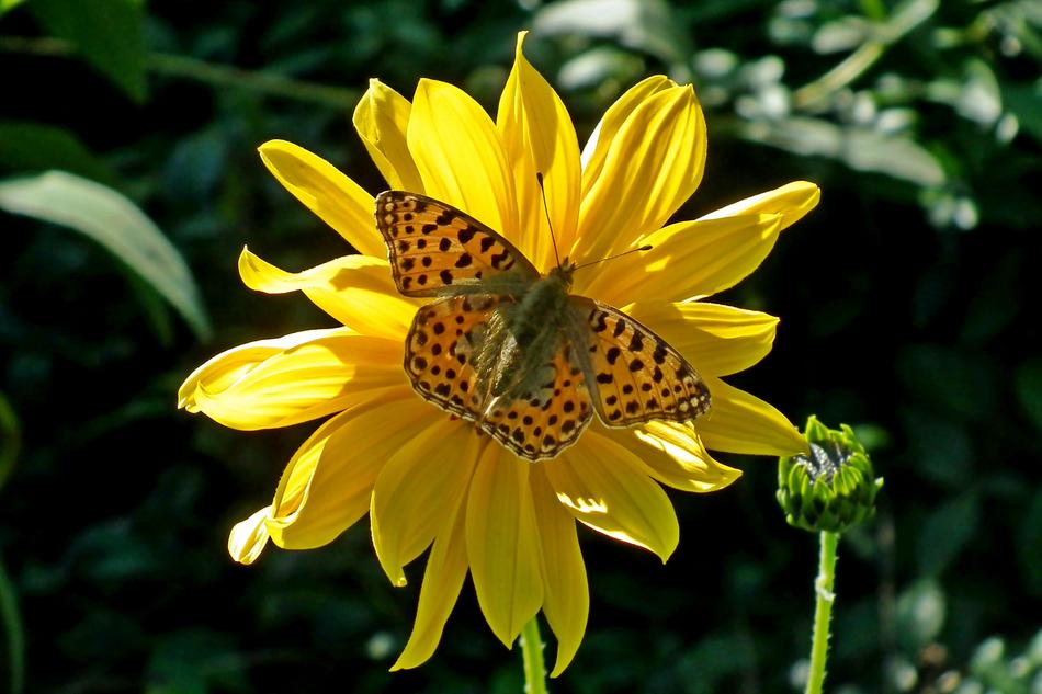 Butterfly Insect Flower macro blur
