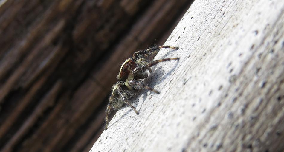 Insect Spider Hunter Macro view