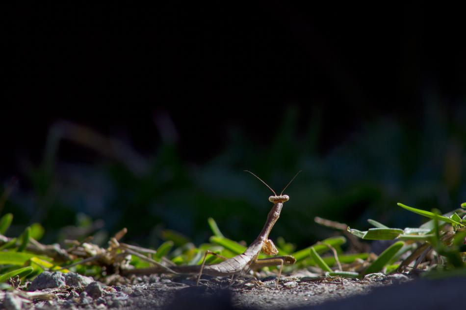Insect Mantis Nature