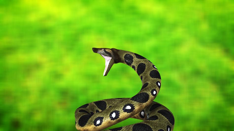 snake anaconda reptile boa exotic