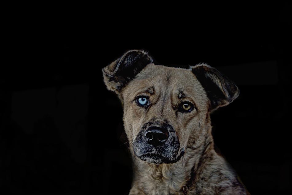 Animal Dog Image Editing