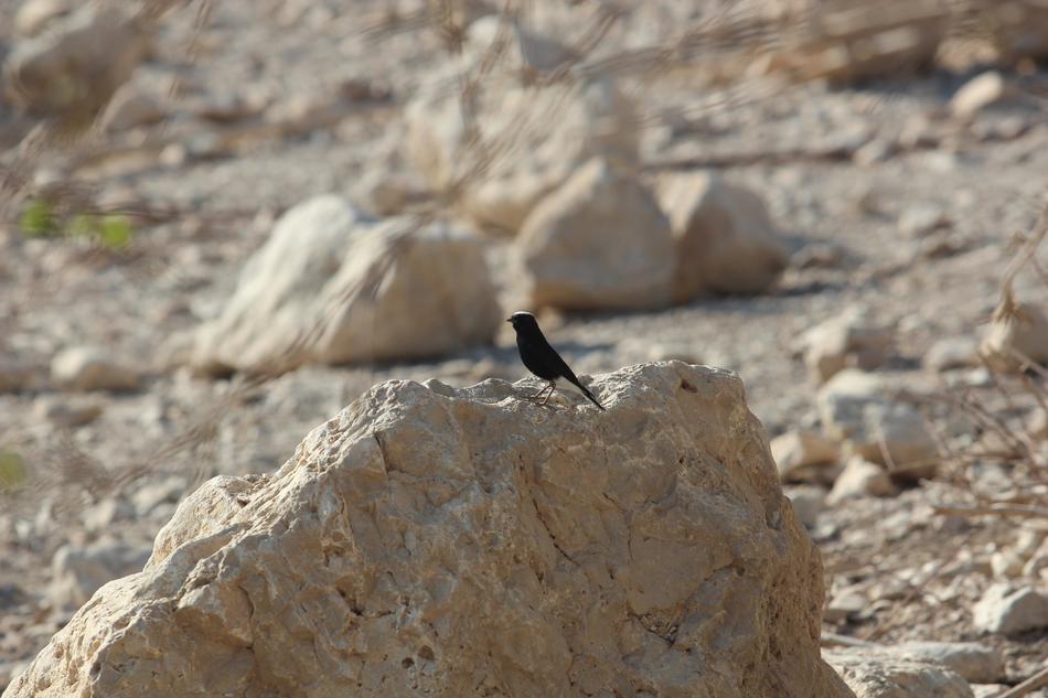 Desert Bird Rocks