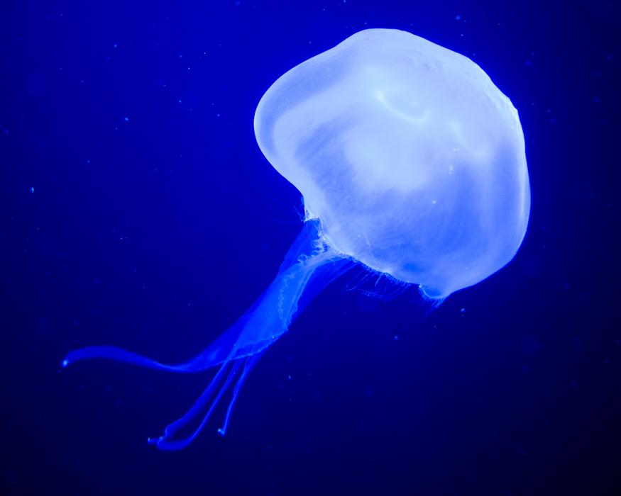 Jellyfish Medusa Sea Nettle
