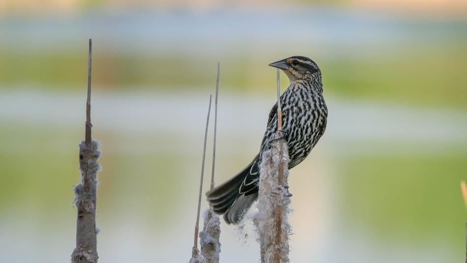 Red Wing Blackbird Female Feather