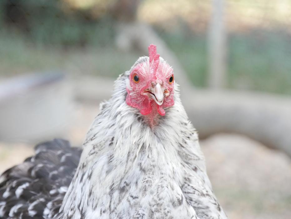 Hen Animal Farm